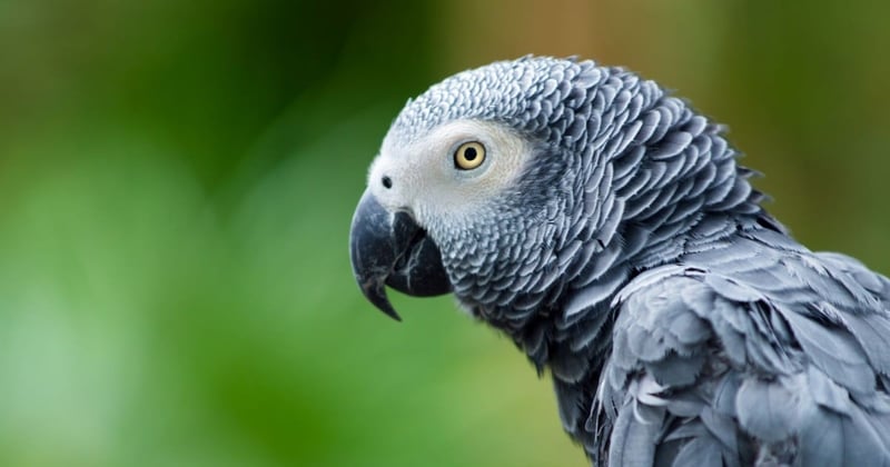 Smart Ways to Improve Your African Grey Parrot's Wellbeing in 2025!