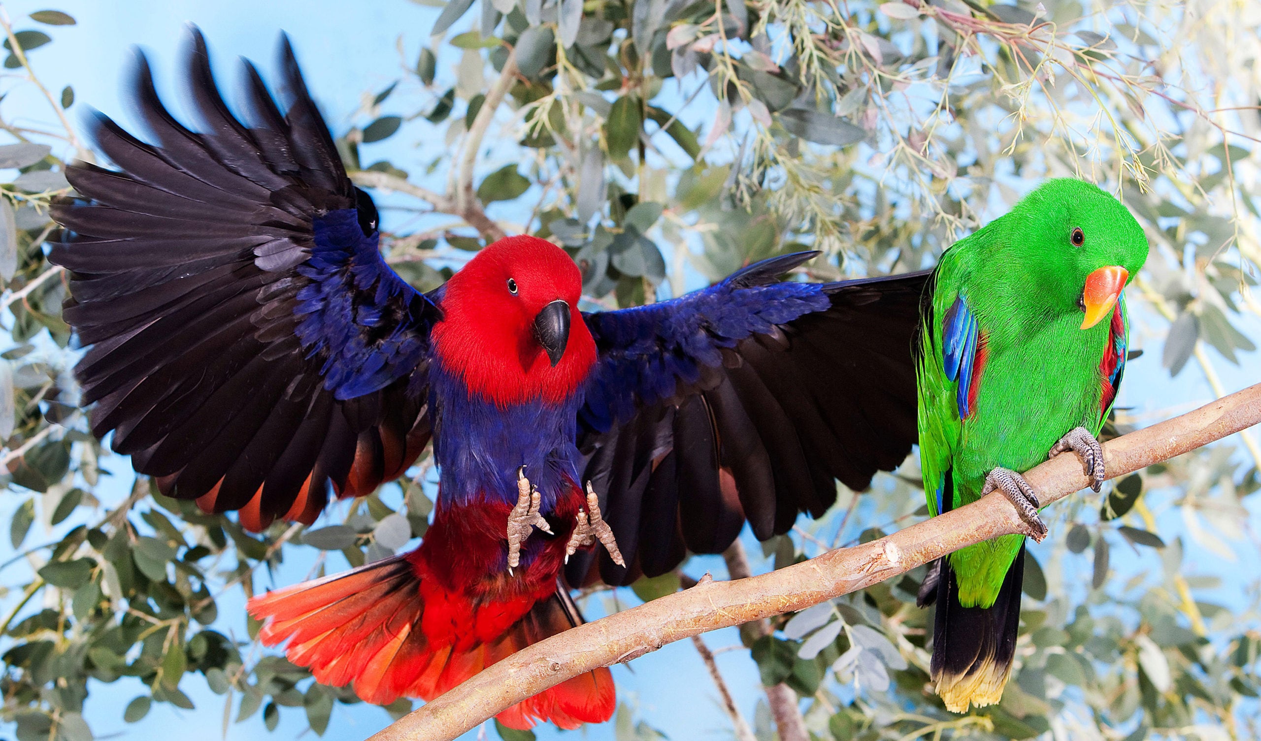 Best 10 Essential Tips for Caring for Your Blue Parrot in 2025