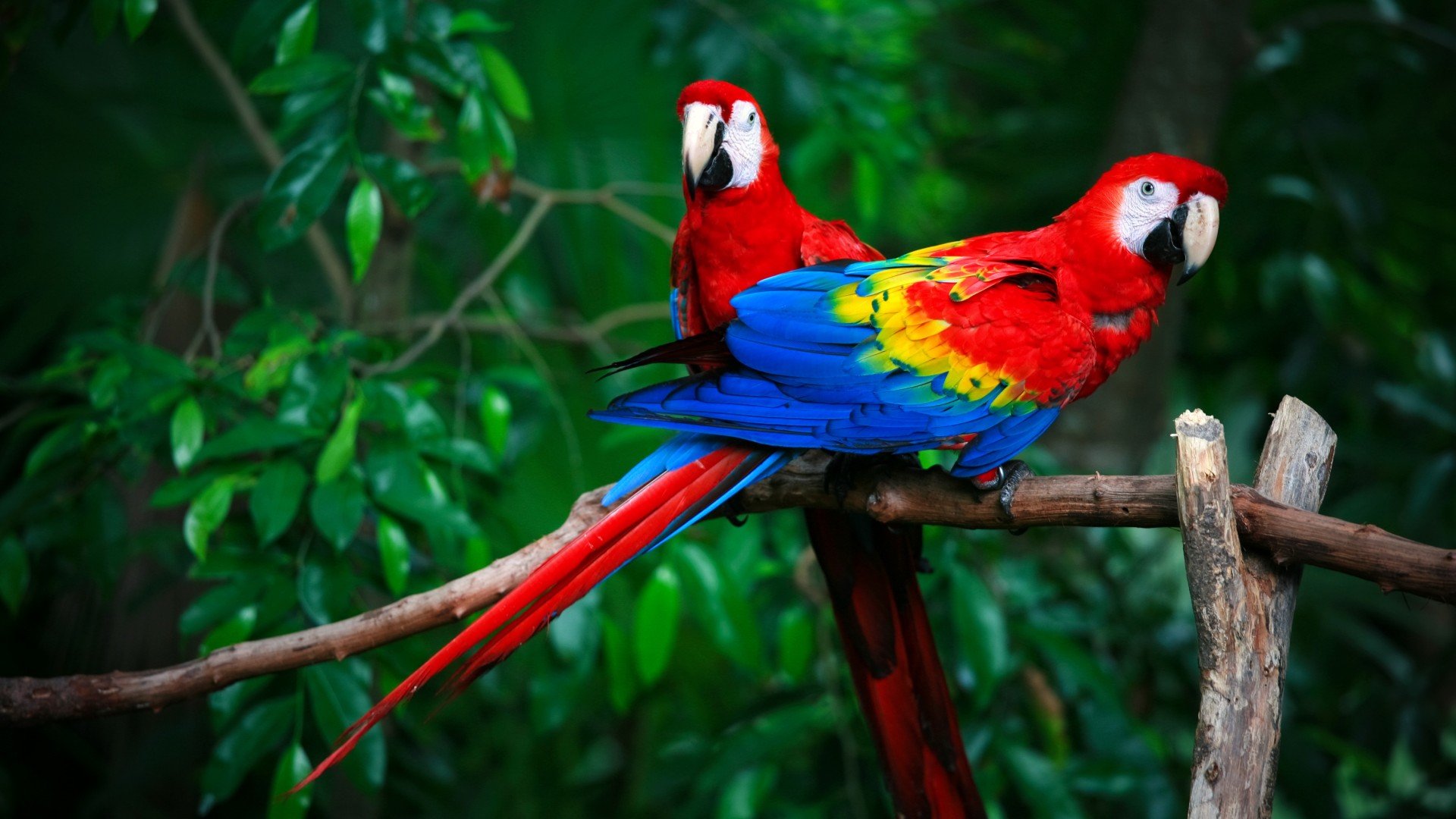 Smart Ways to Enhance Care for Your Macaw Parrot in 2025: Get Started with Expert Tips