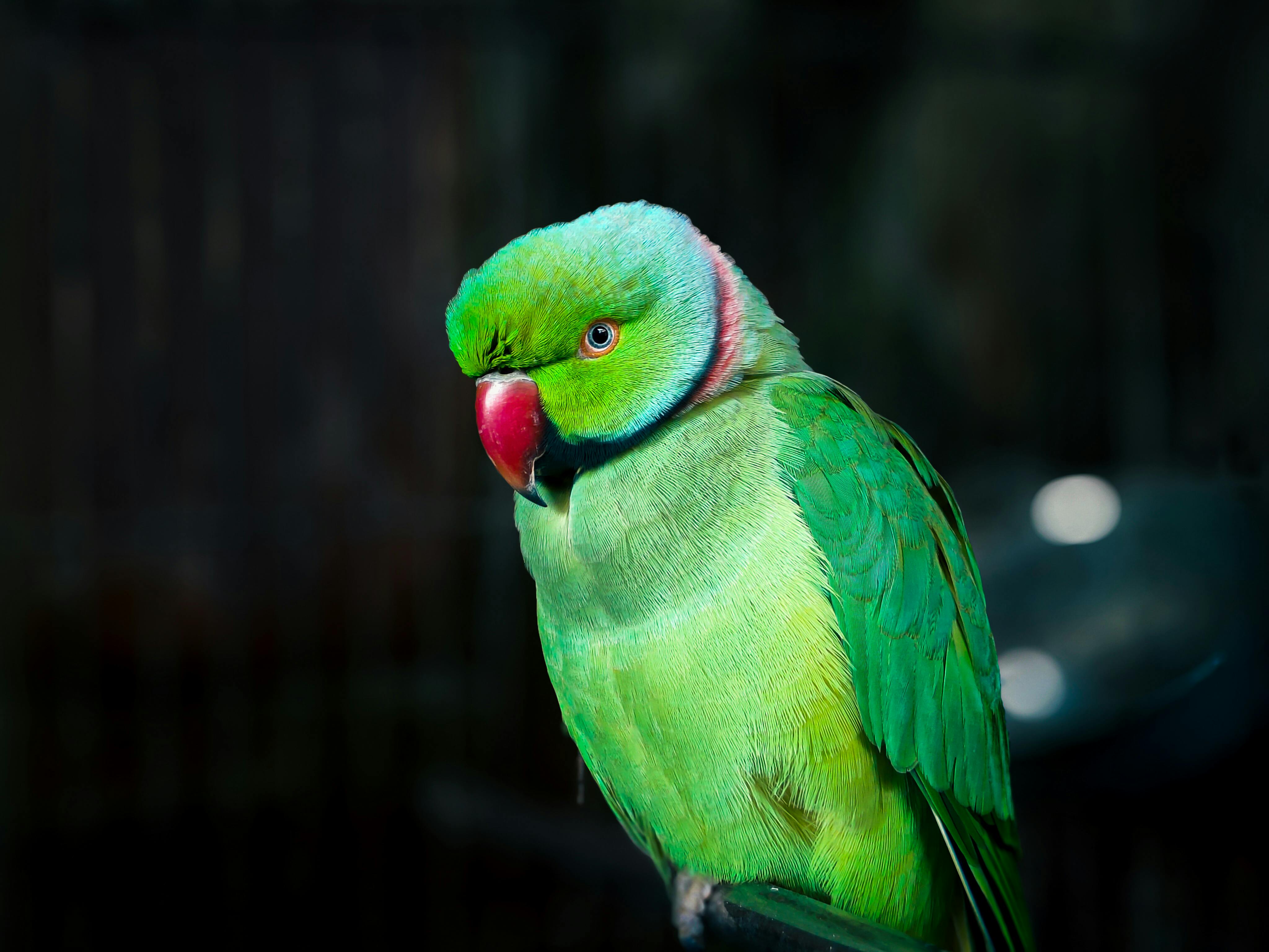 Effective Ways to Care for White Parrots: Essential Tips for 2025