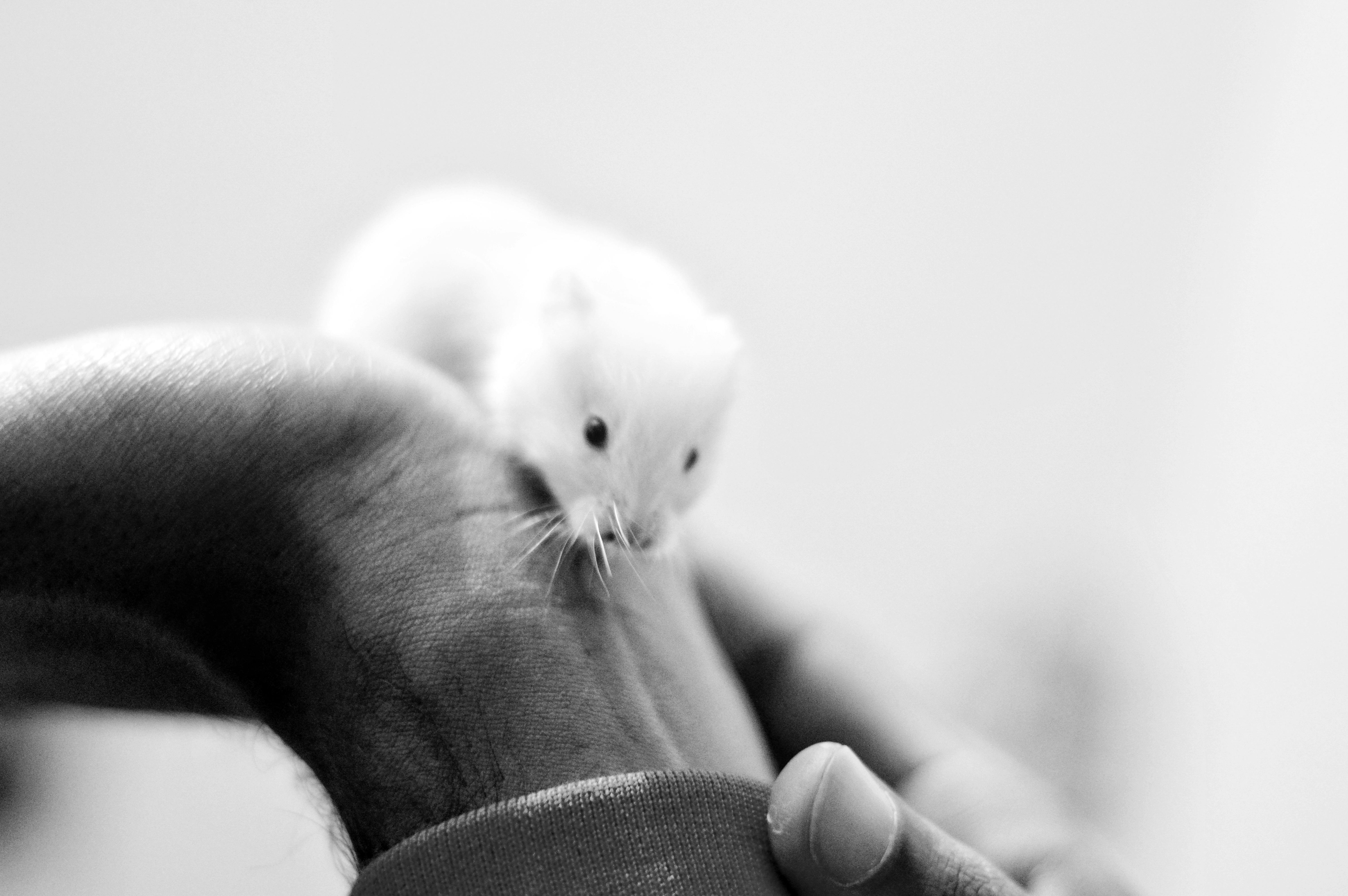 Smart Ways to Optimize Parrot Rescue Outcomes in 2025: Learn More