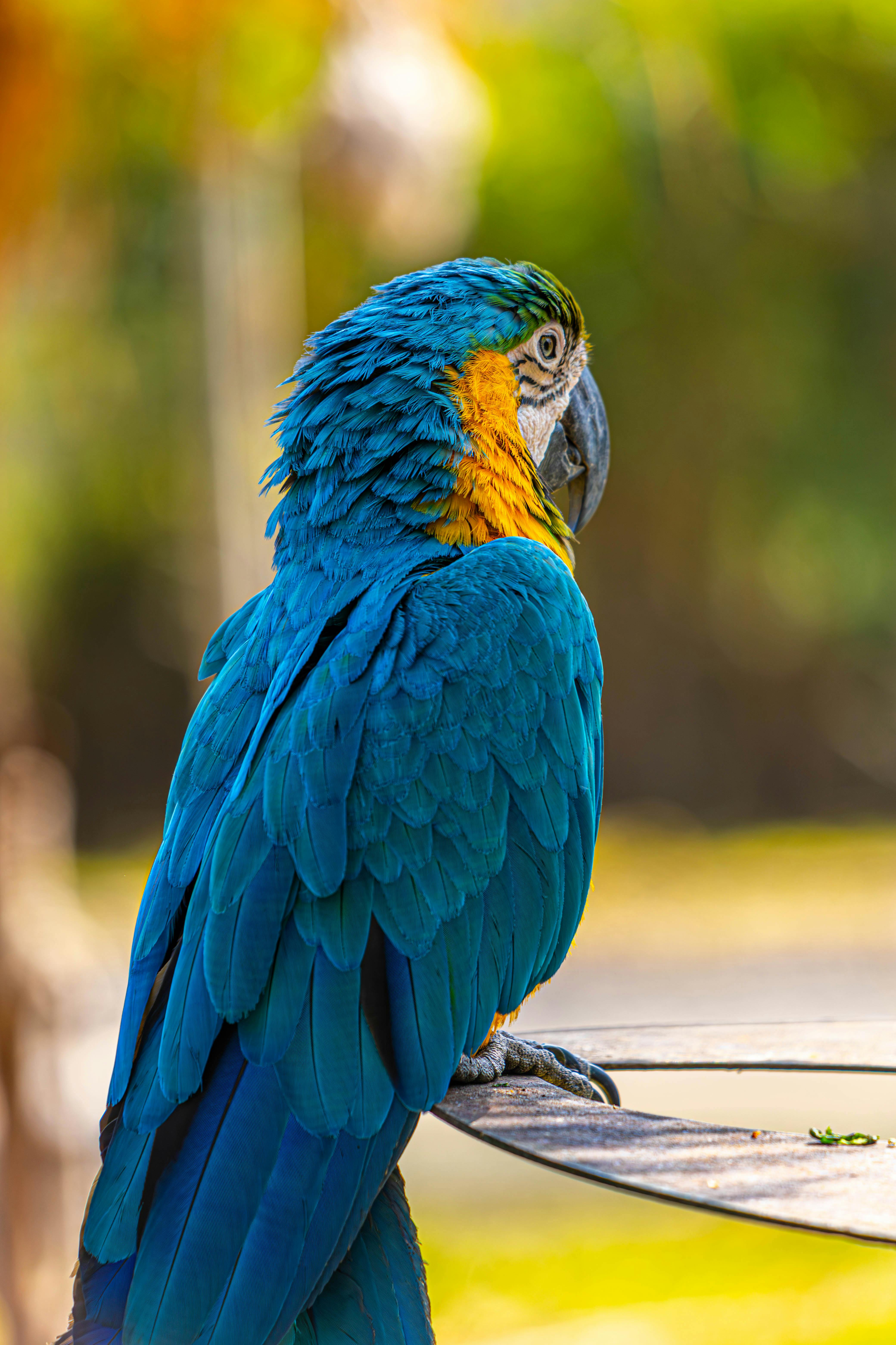 Practical Guide to Training Your African Grey Parrot in 2025 - Improve Bonding!