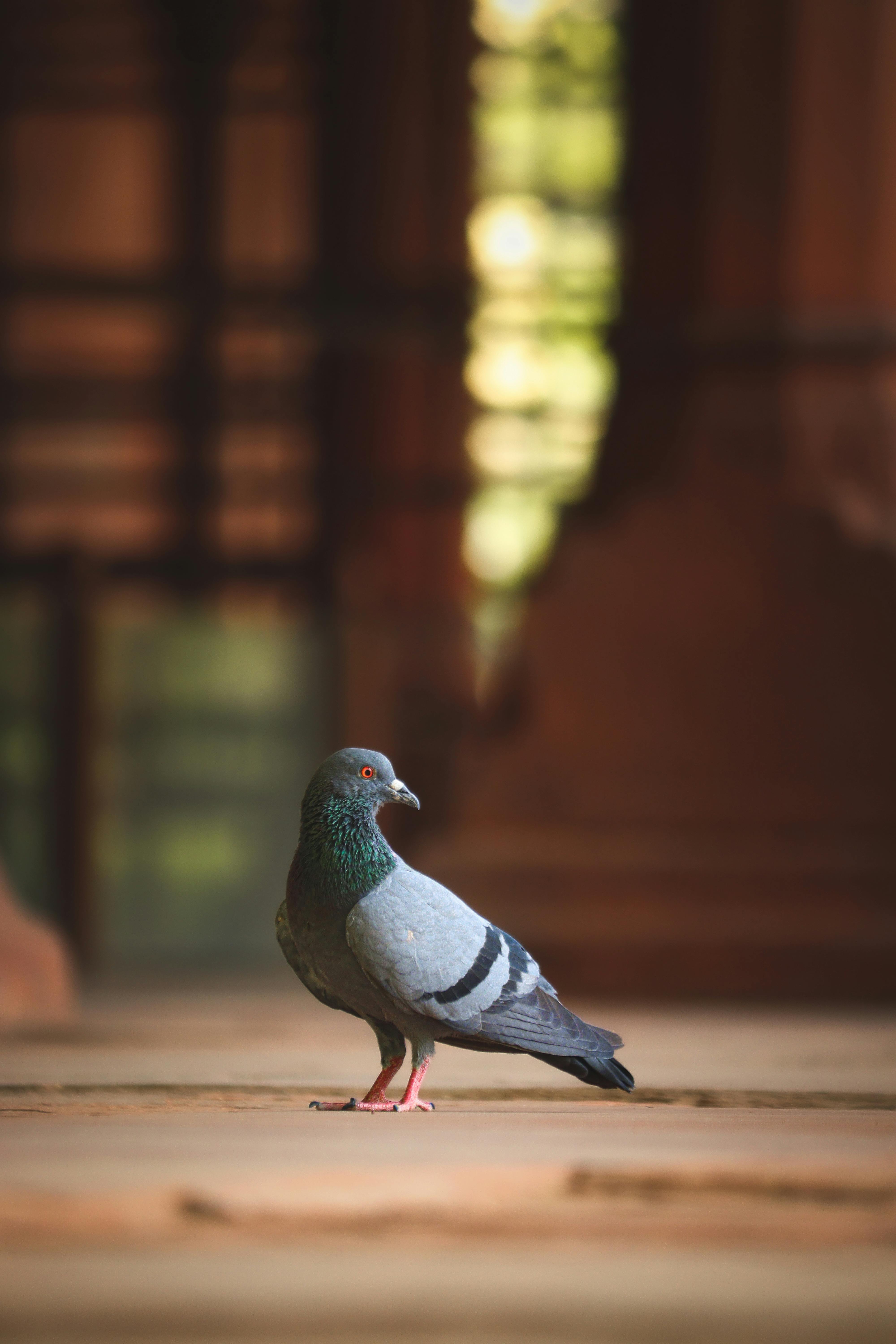 Best 5 Parrot Species for an Improved Lifespan: Discover Now!