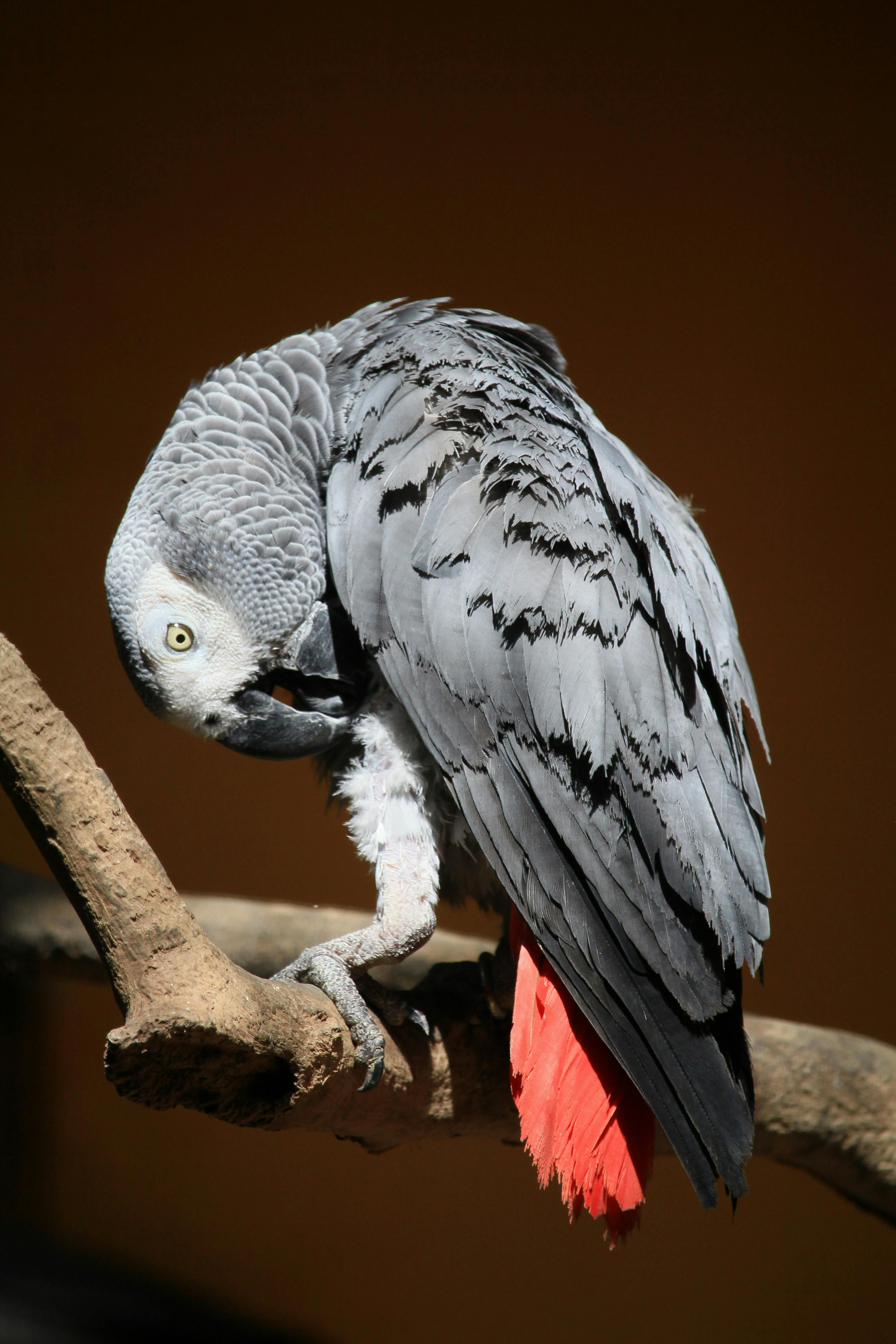 Smart Ways to Ensure Your Green Amazon Parrot Thrives in 2025: Learn More Here