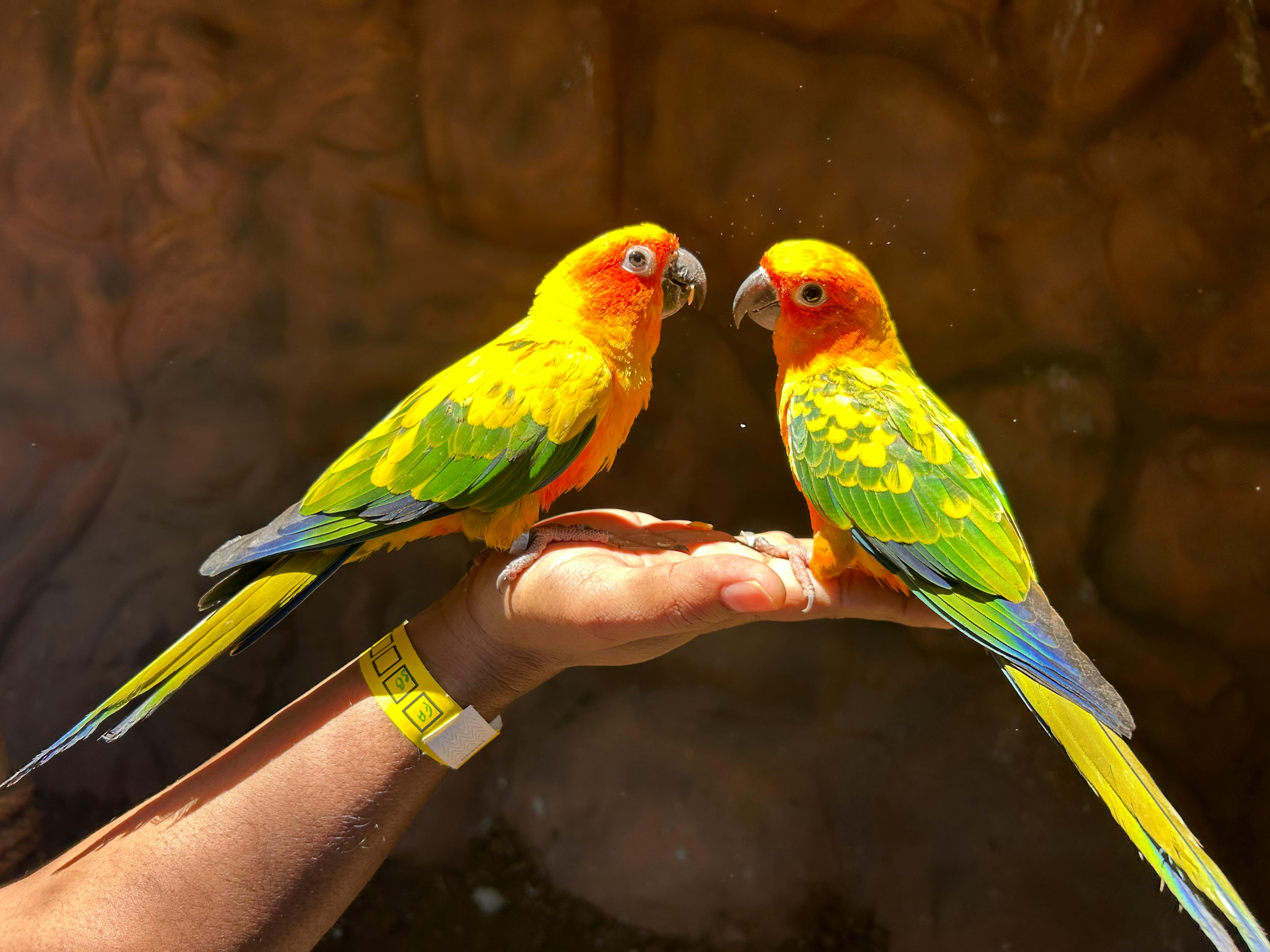 Best 5 Tips for Planning Your Parrot Cay Adventure in 2025