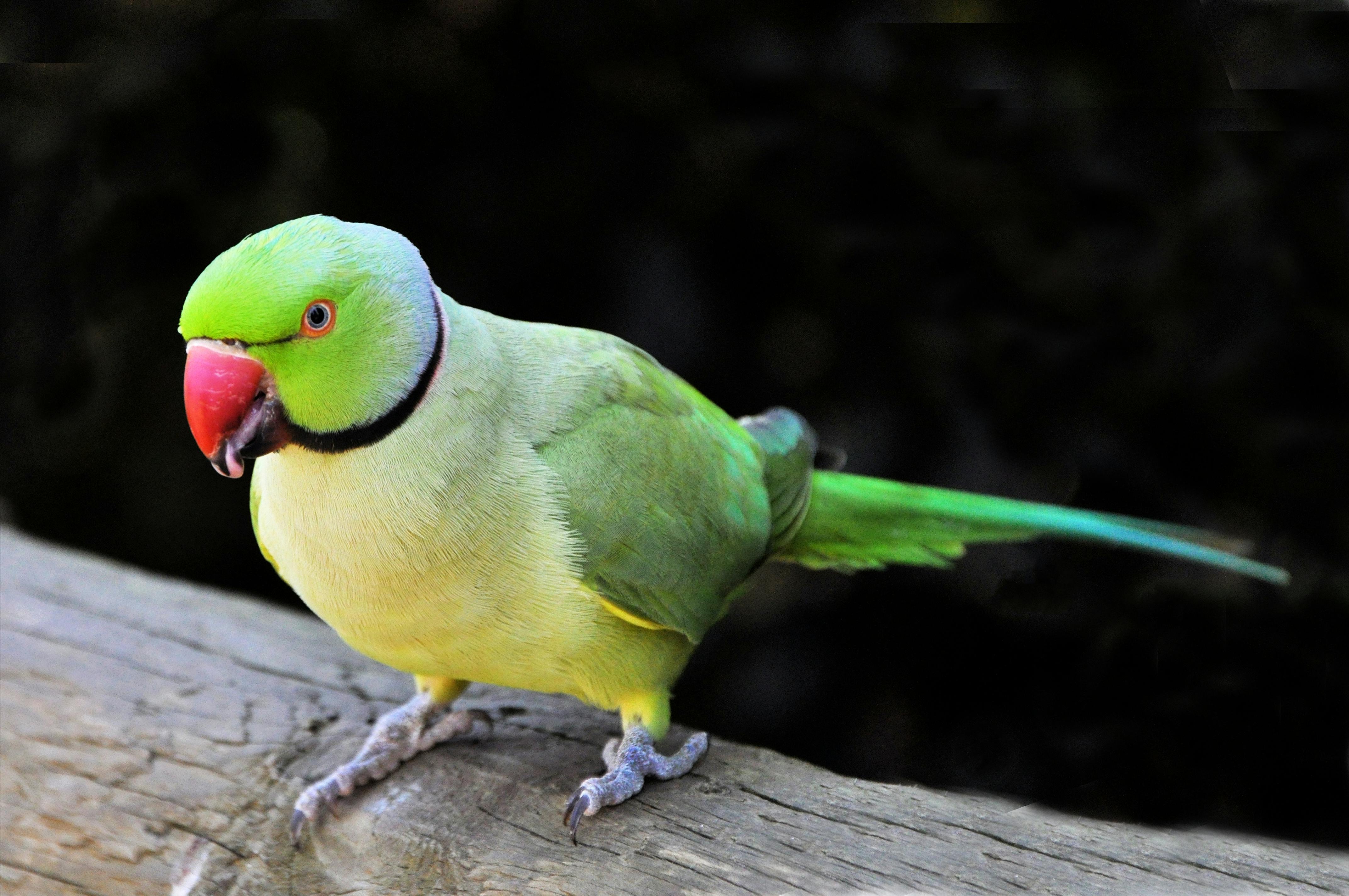 Smart Ways to Optimize Care for Blue Parrot Fish in 2025: Get Started Today