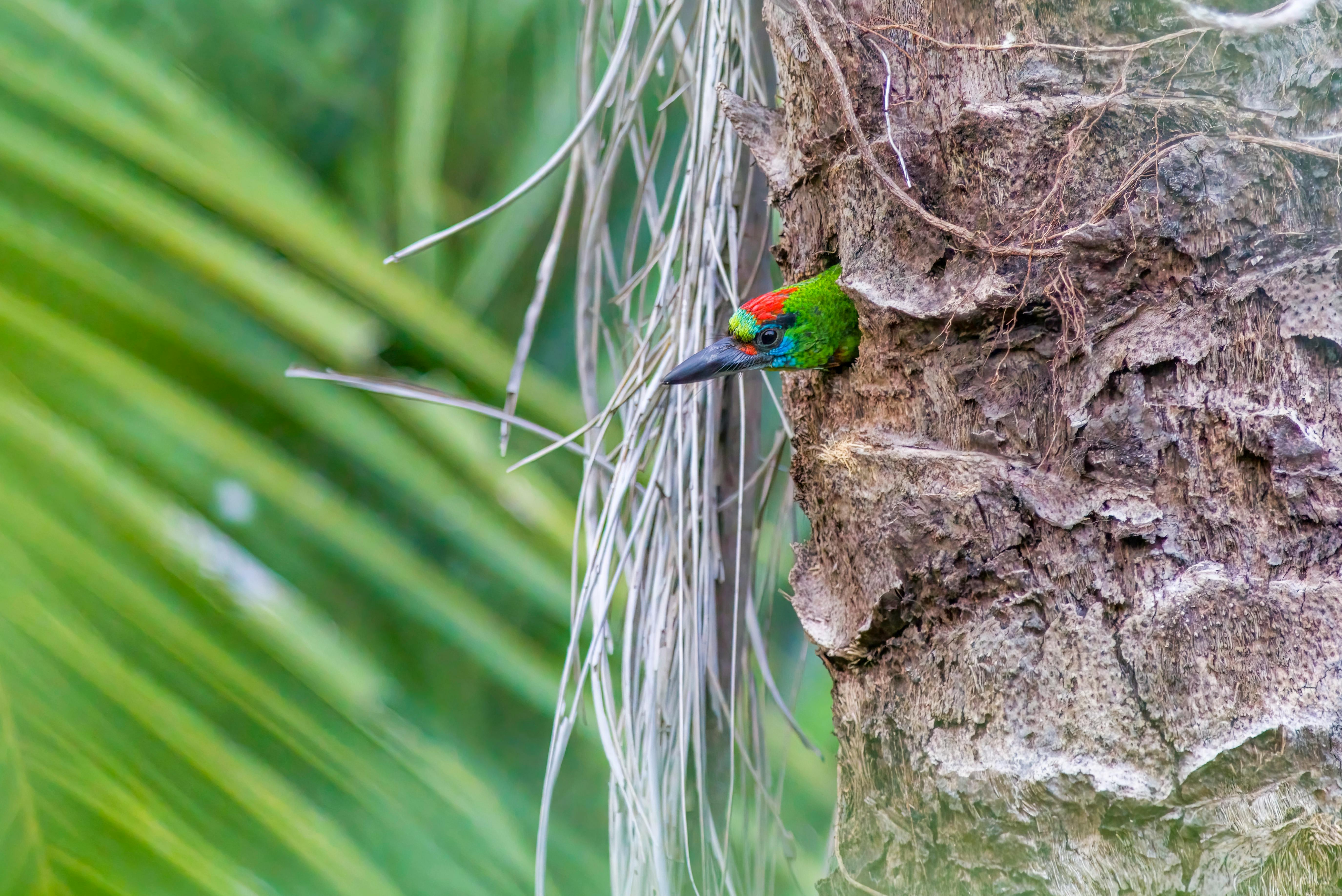 Smart Methods for Combating Parrot Fever and Ensuring Health in 2025
