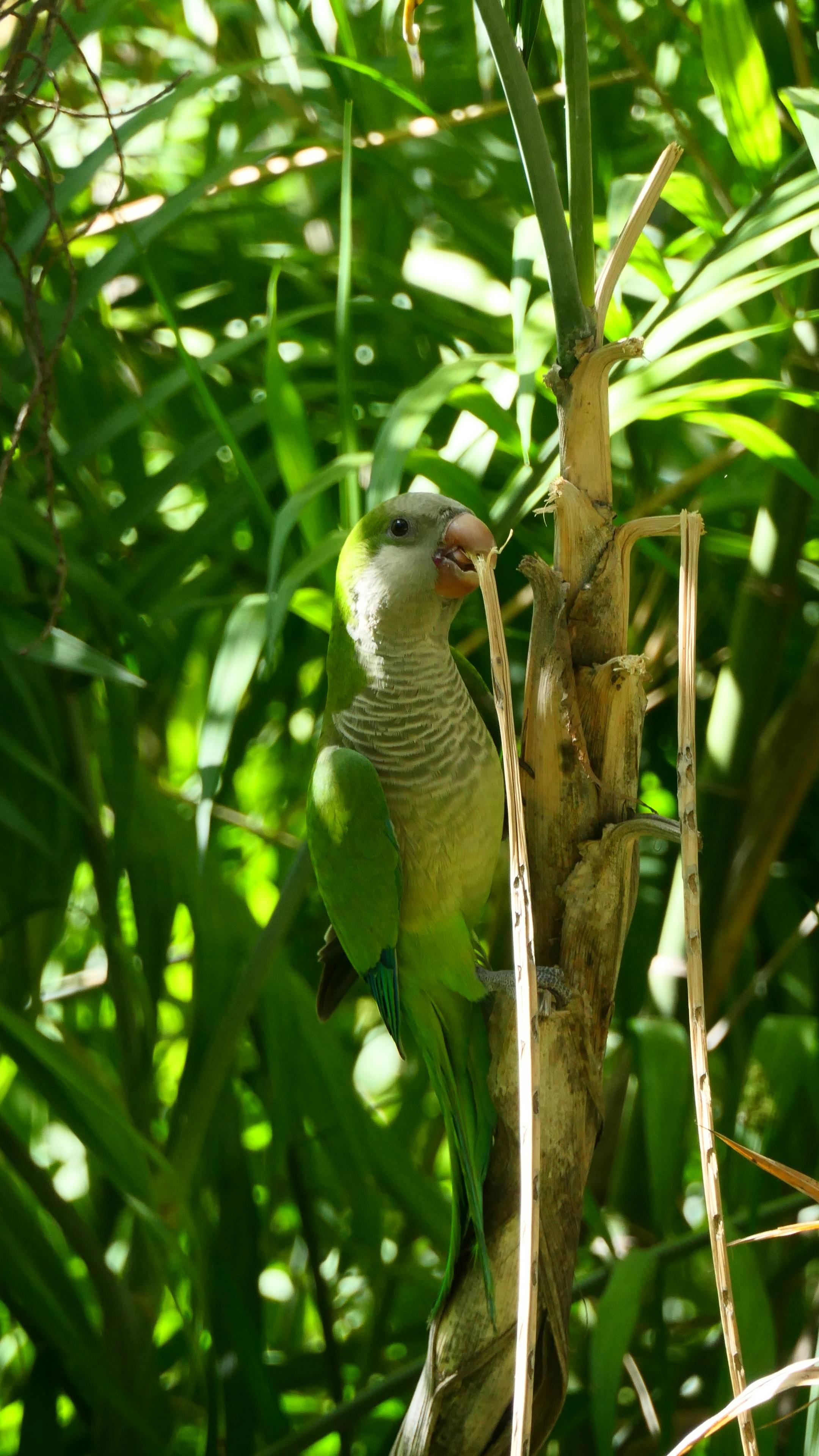 Effective Ways to Enhance Your Conure Parrot’s Care in 2025