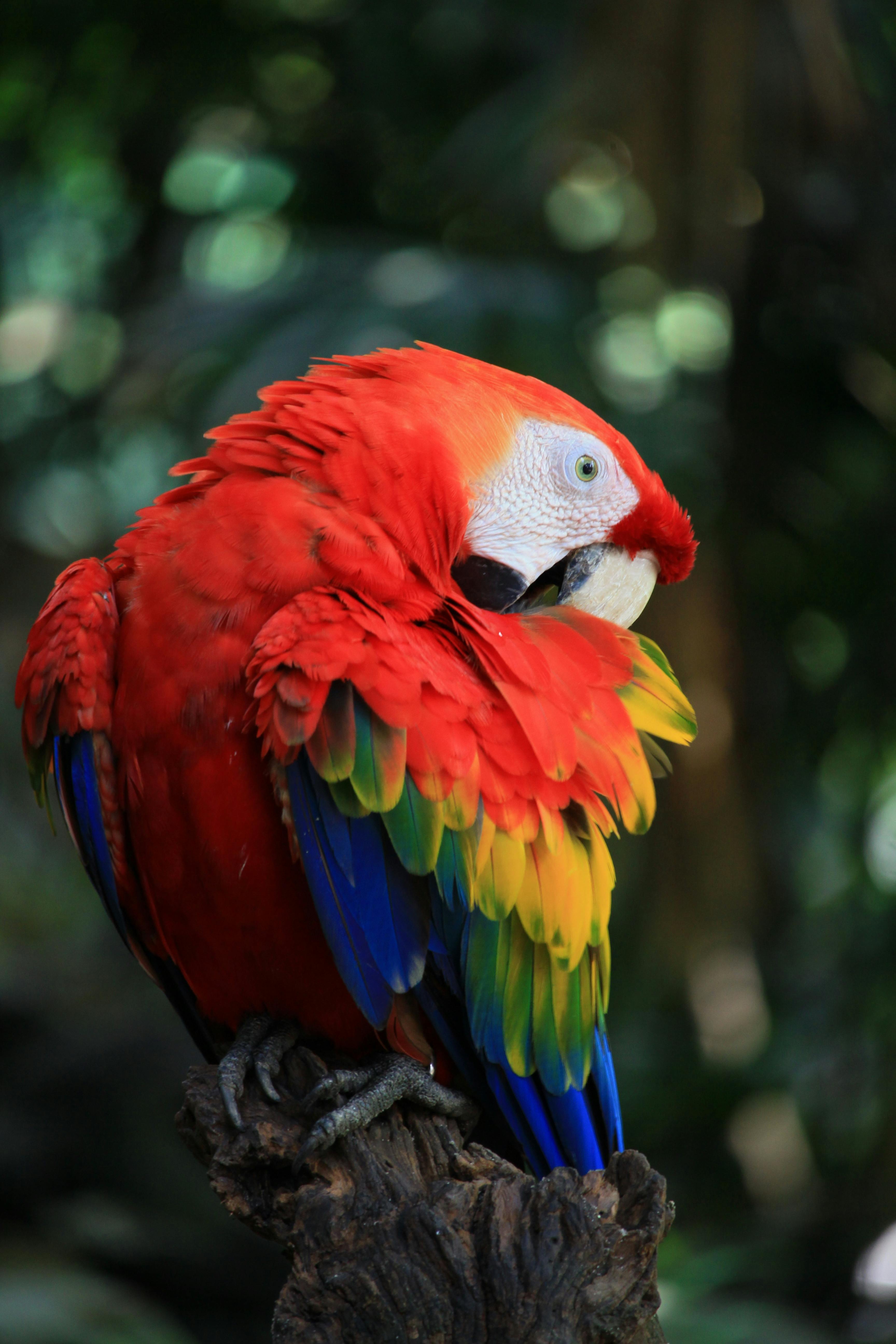 Discover Effective Ways to Care for Parrots in 2025