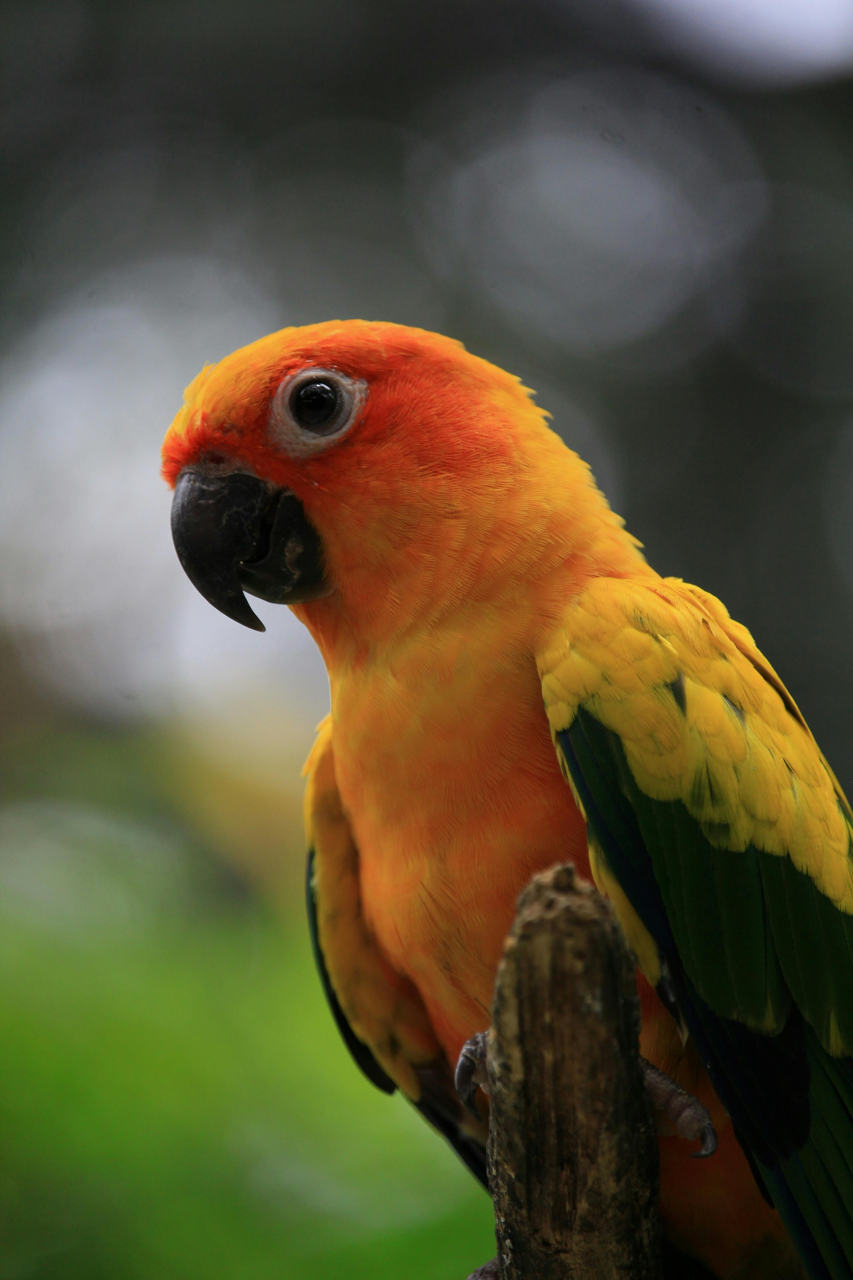 Practical Guide to Green Parrot Bars: Explore Top Trends in 2025