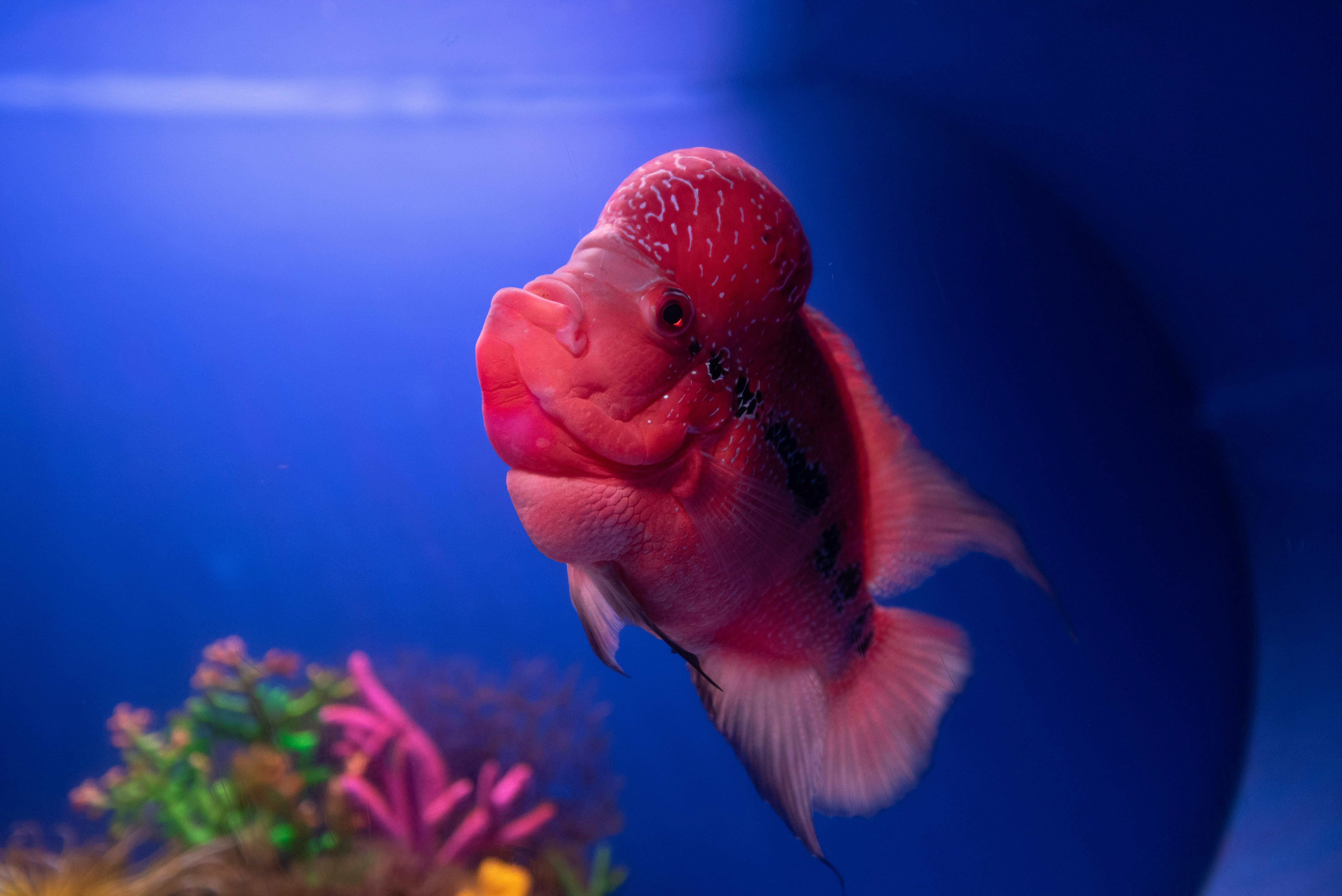 Smart Ways to Enhance Your Parrotlets Care in 2025