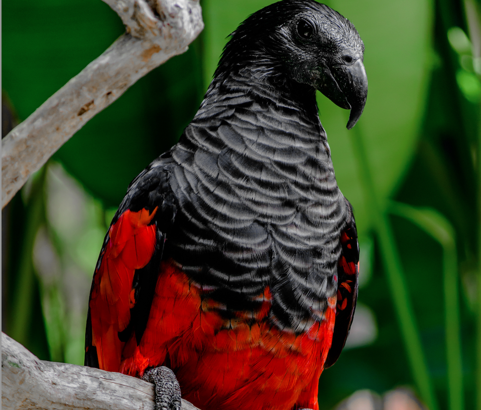 Effective Ways to Care for Your Dracula Parrot in 2025: Discover Expert Tips