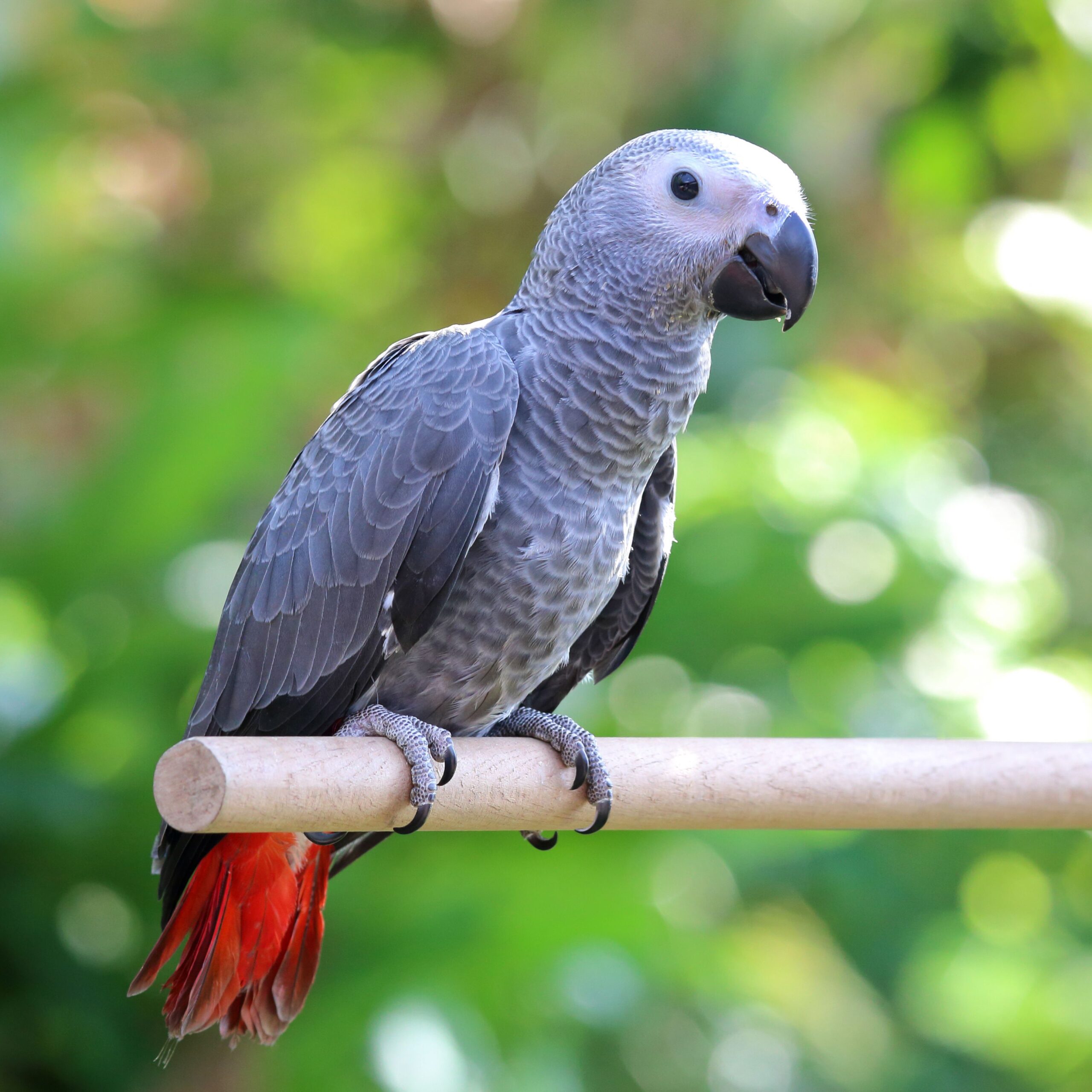 Understanding the African Grey Parrot Price: Top 5 Factors to Consider in 2025