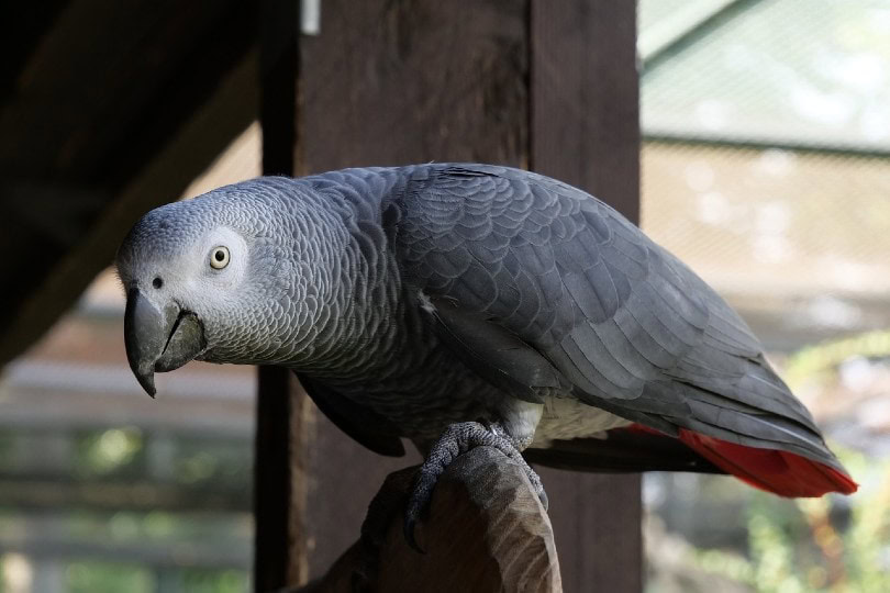 African Grey Parrot Price 1