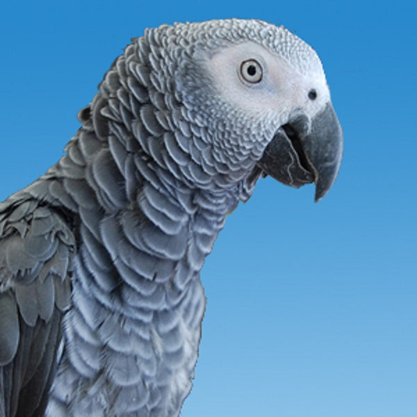 African Grey Parrot Price 2