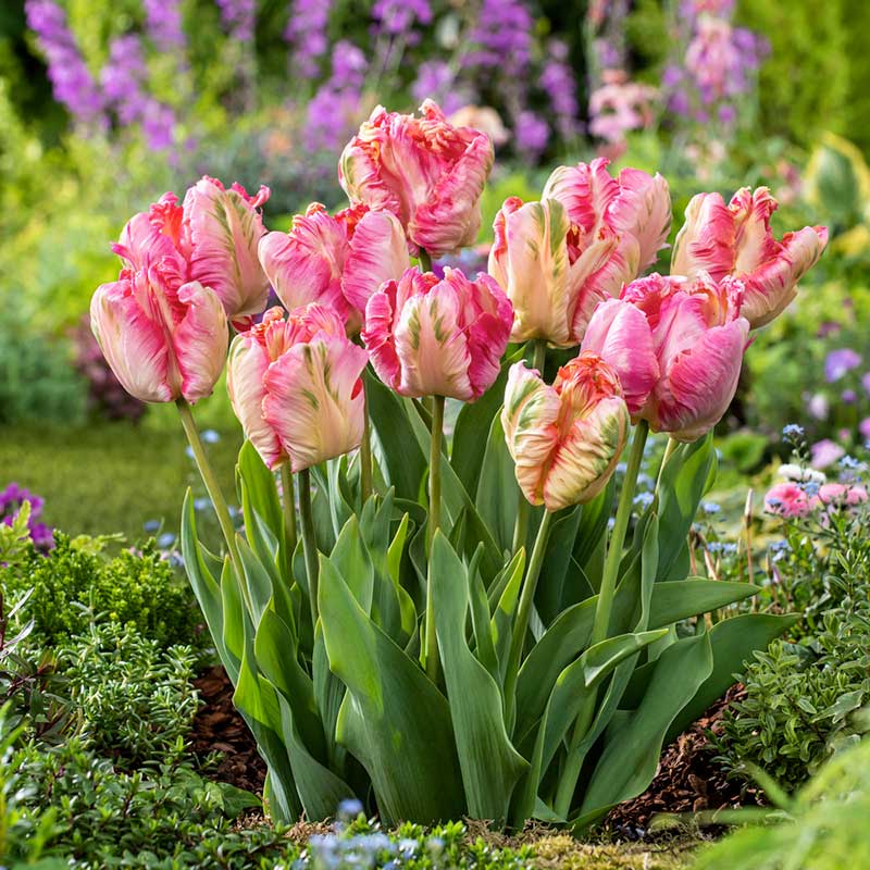 Expert Guide to Growing Parrot Tulips: 5 Proven Tips for Vibrant Blooms in 2025