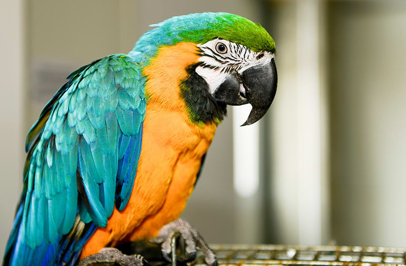 Smart Ways to Train Your Talking Parrot for Effective Communication in 2025