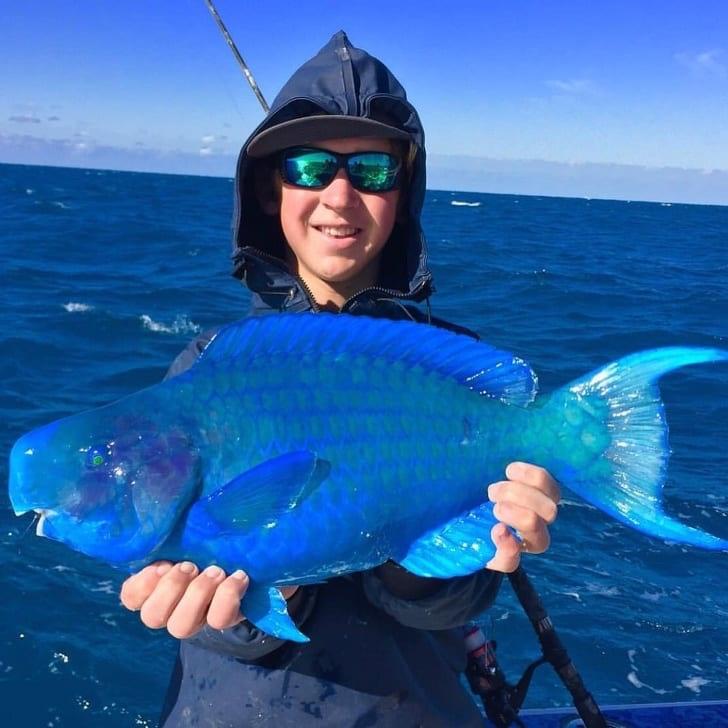 Colorful Blue Parrot Fish