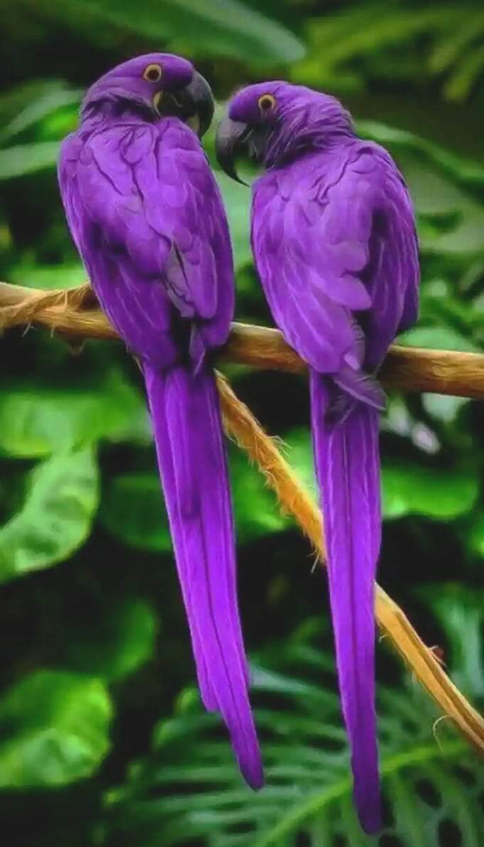 Vibrant Purple Parrot