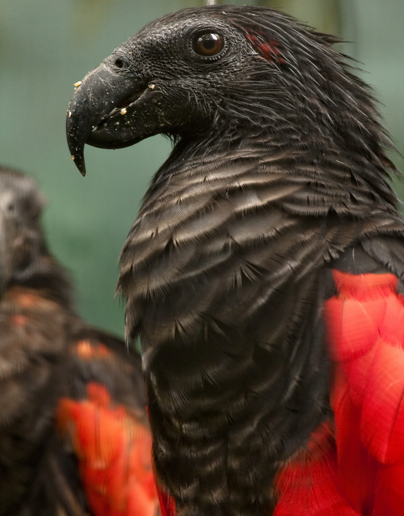 Top 5 Effective Ways to Care for Your Vampire Parrot in 2025