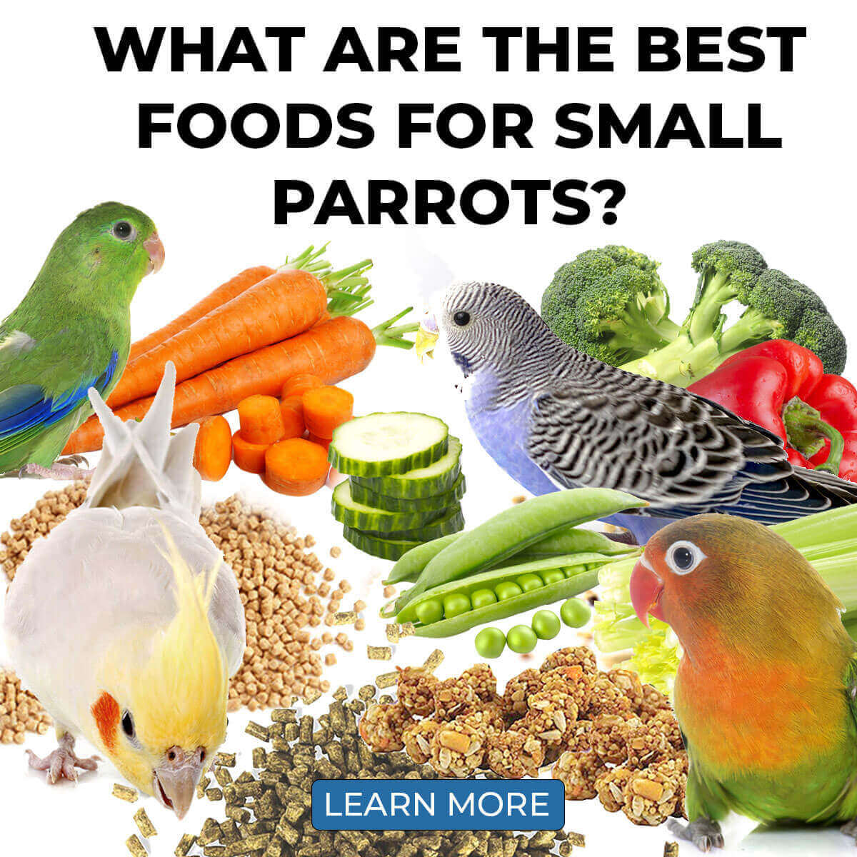 Healthy parrot food