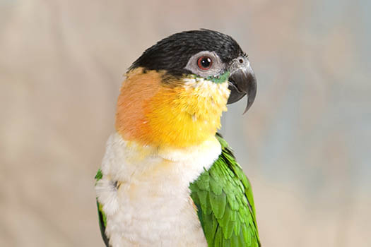 Playful Caique Parrot