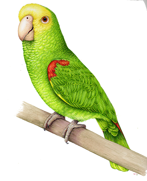 Top 5 Parrot Clipart Options for Stunning Visual Designs in 2025