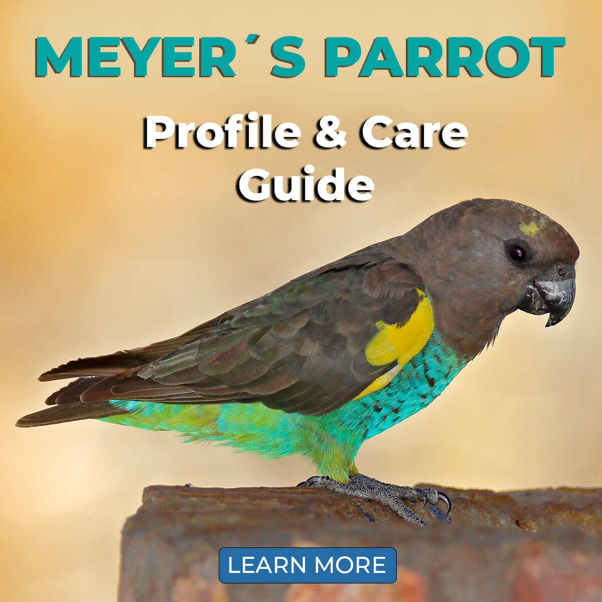 Effective Ways to Care for Your Meyers Parrot in 2025 – Learn More!