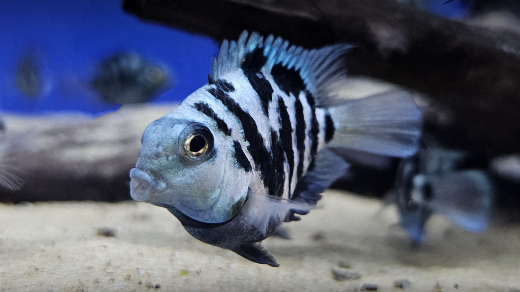 Top 5 Effective Ways to Care for Polar Blue Parrot Cichlids in 2025