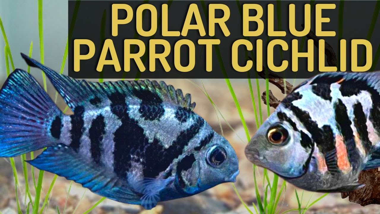 Polar Blue Parrot Cichlid