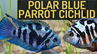 Polar Blue Parrot Cichlid in a Tank