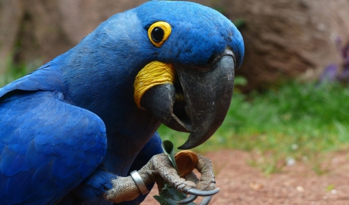 Top 5 Effective Solutions for Understanding Parrot Beak Care in 2025