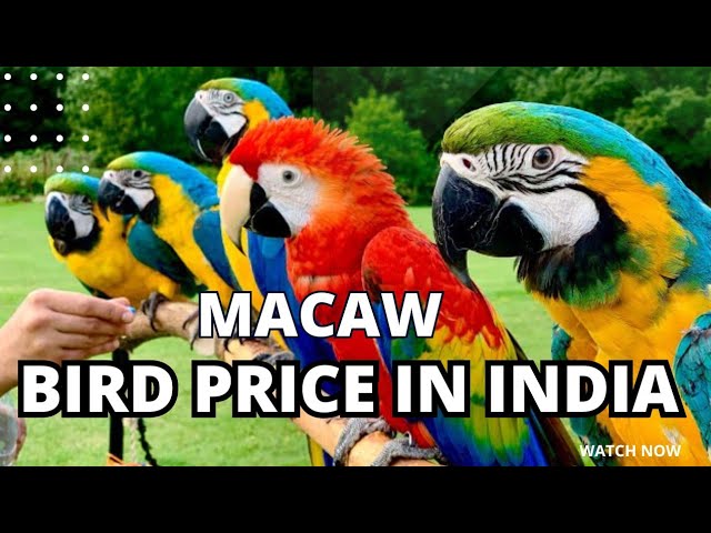 Best 5 Macaw Parrot Prices to Consider in 2025: Discover Your Ideal Companion