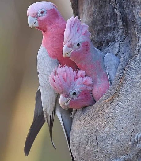 Smart Ways to Enhance Your Understanding of Pink Parrots in 2025