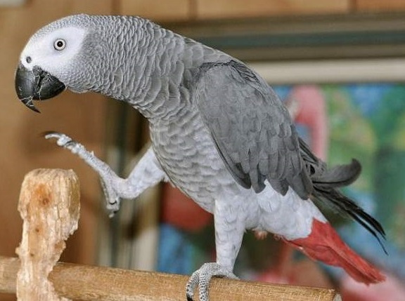 Discover the Best 7 African Gray Parrots for Sale in 2025: Enhance Your Bird Collection!