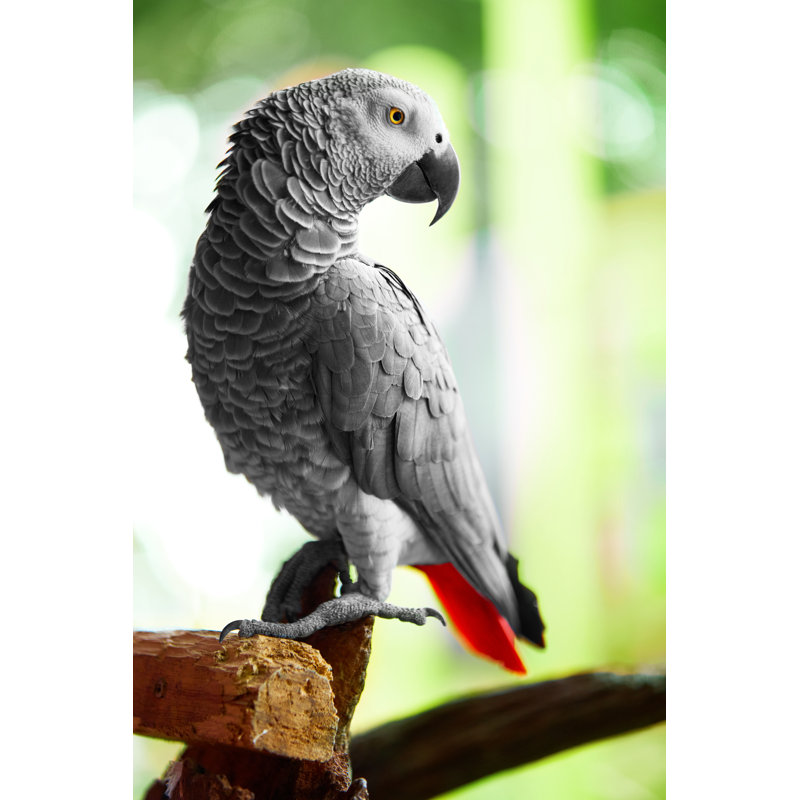 African Grey Parrots for Sale