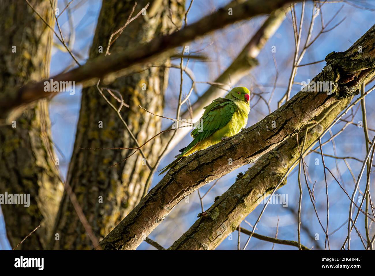 Discover the Best Practices for Finding a Dracula Parrot for Sale in 2025!