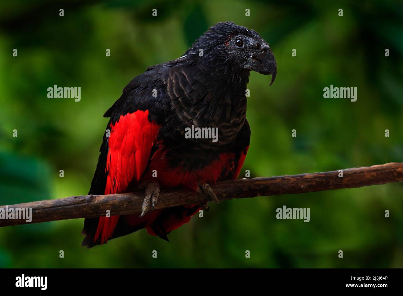 Dracula Parrot Image