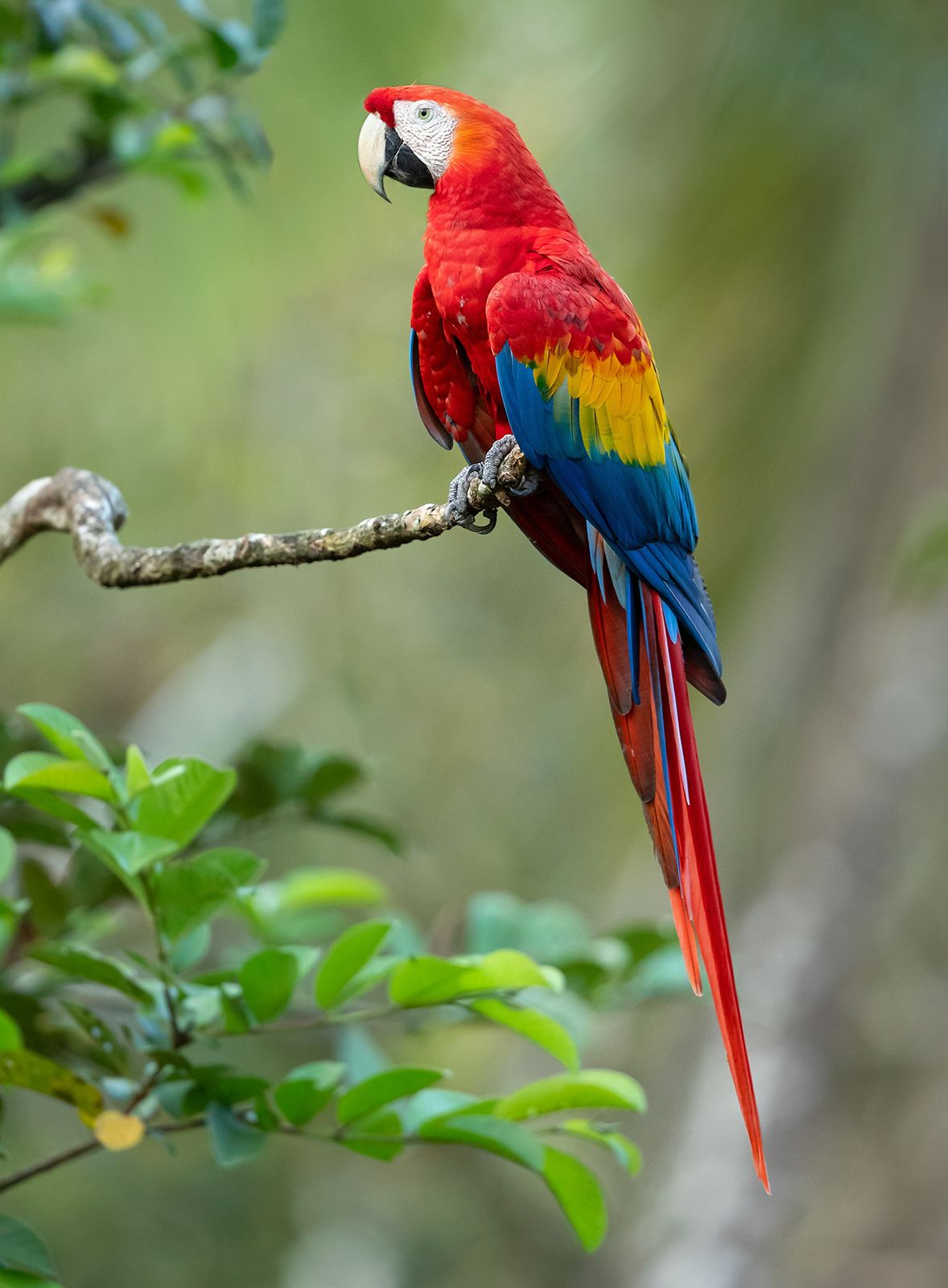 Discover 7 Effective Ways to Care for Your Rainbow Parrot in 2025