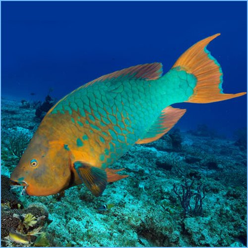 Effective Ways to Care for Rainbow Parrot Fish in 2025: A Complete Guide