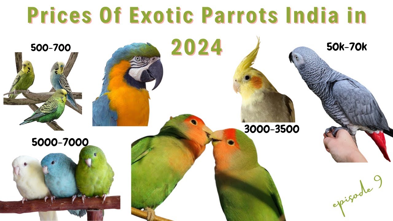 Smart Ways to Evaluate Parrot Price in 2025 for Better Investments