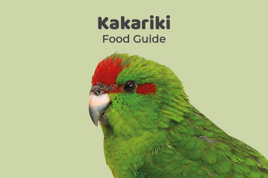 Kakariki Parrot in Nature