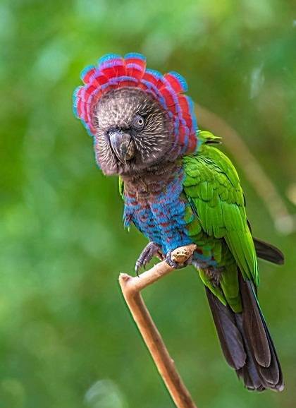 Smart Ways to Care for Your Hawk-Headed Parrot in 2025: Discover Essential Tips!