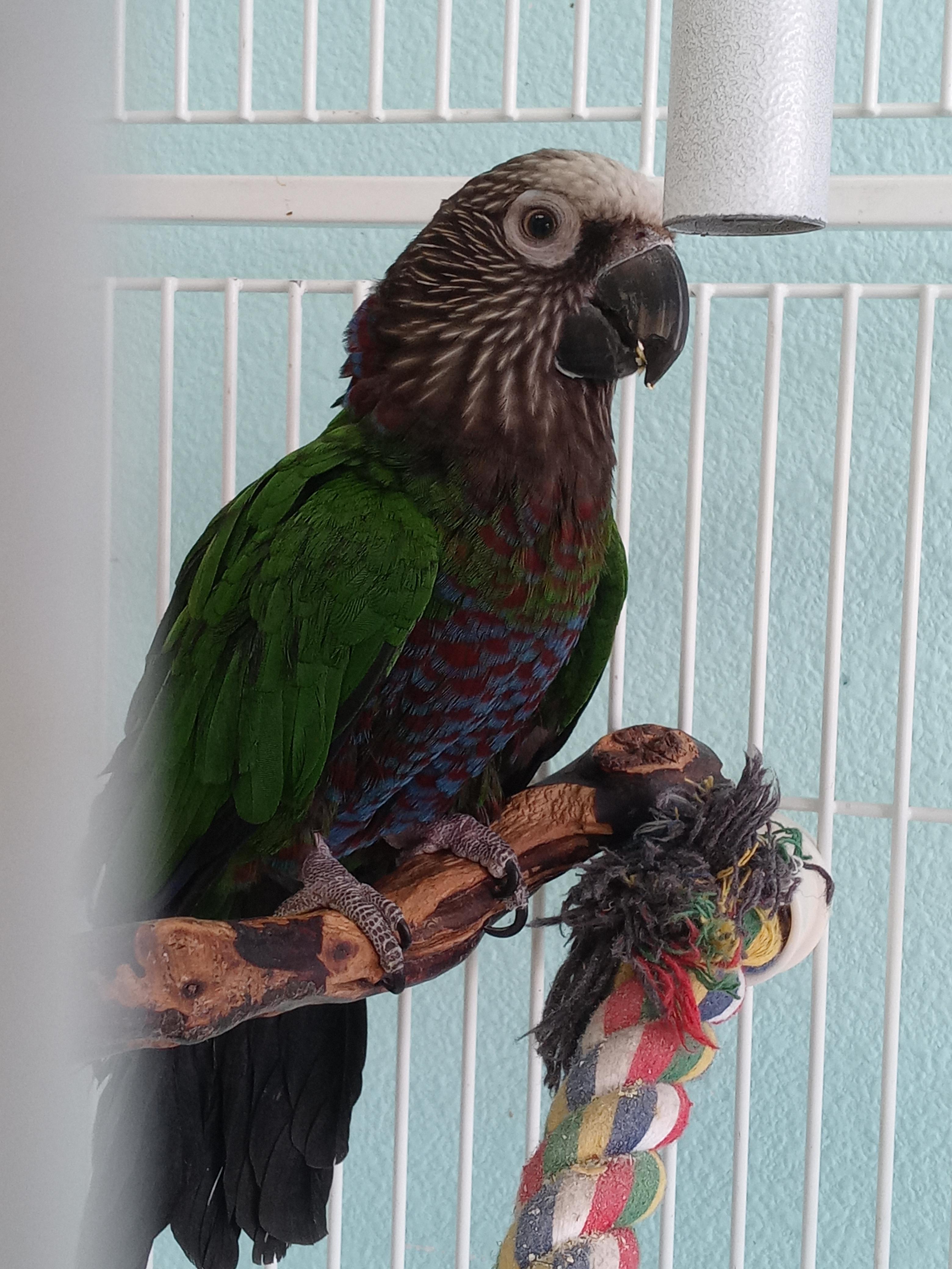 Hawk-Headed Parrot Image 1