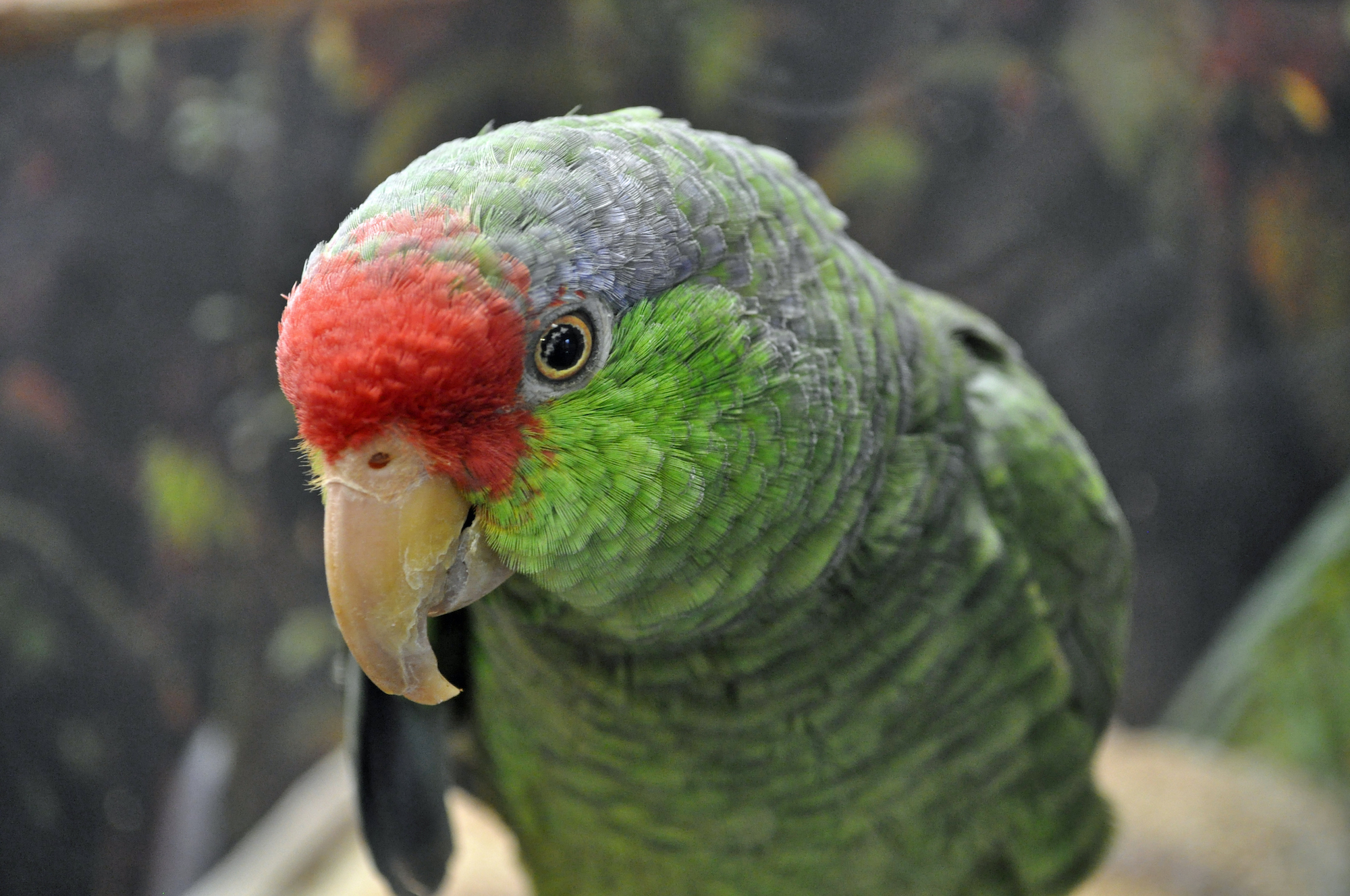 Parrot Green Living Room