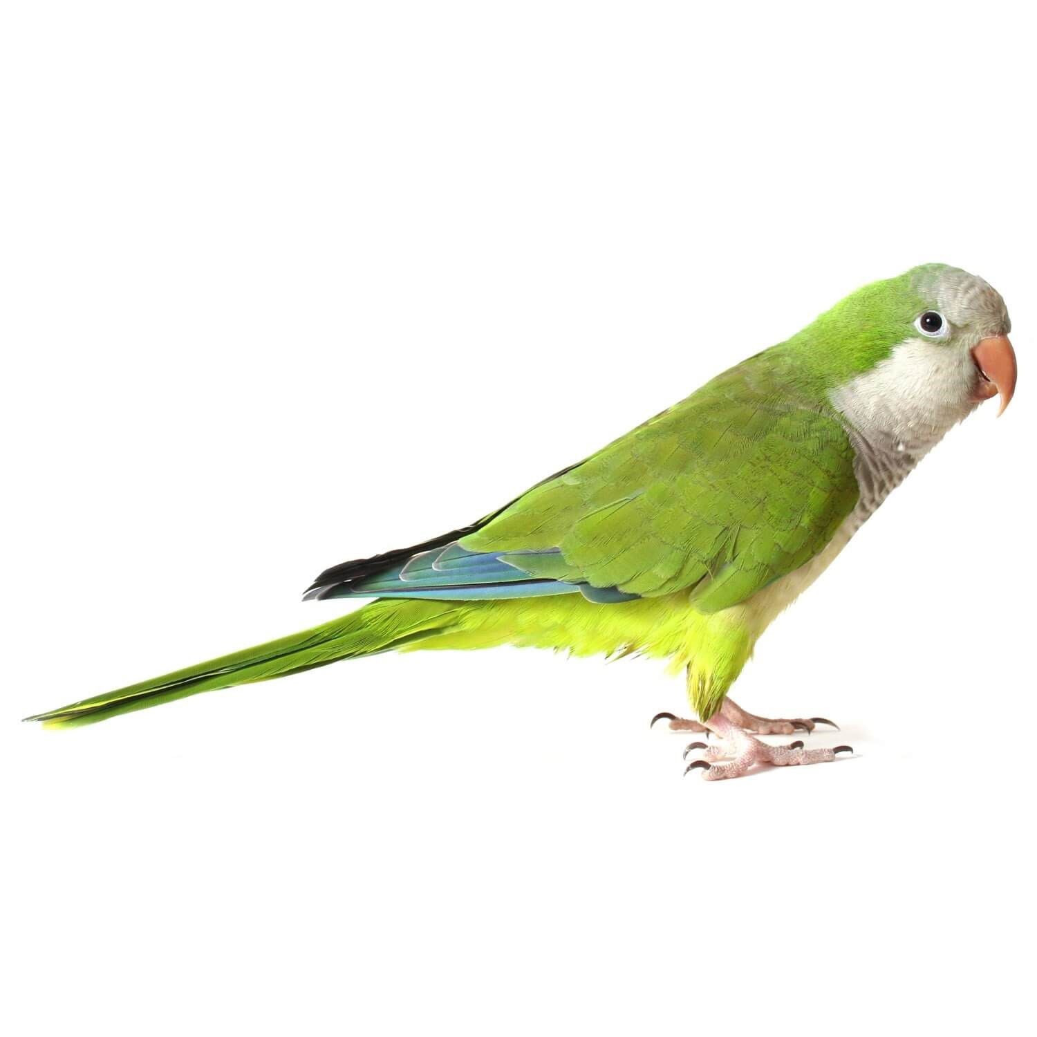 Best 5 Options for Quaker Parrot Prices in 2025: What to Expect and Consider