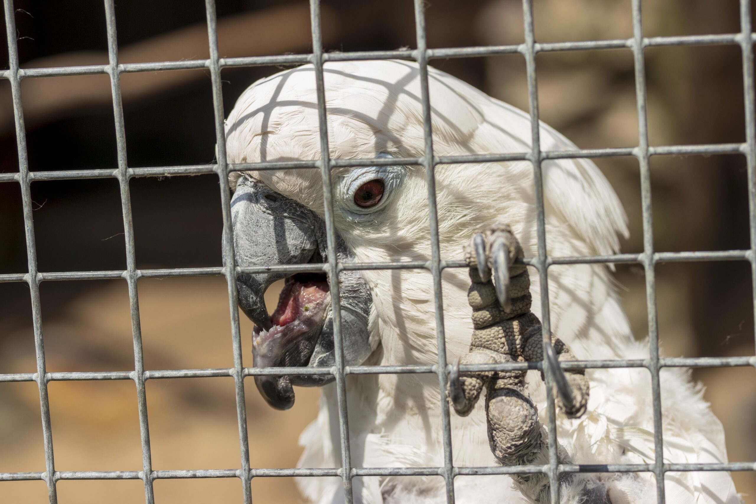 How to Effectively Train Your Parrot’s Tongue Skills for 2025 Success