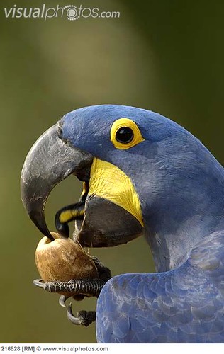 A colorful parrot interacting playfully