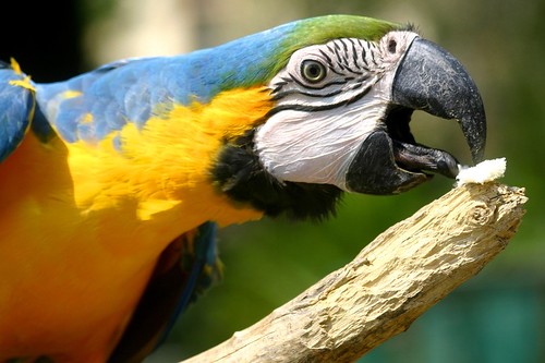 Parrot showing its beautiful tongue and beak