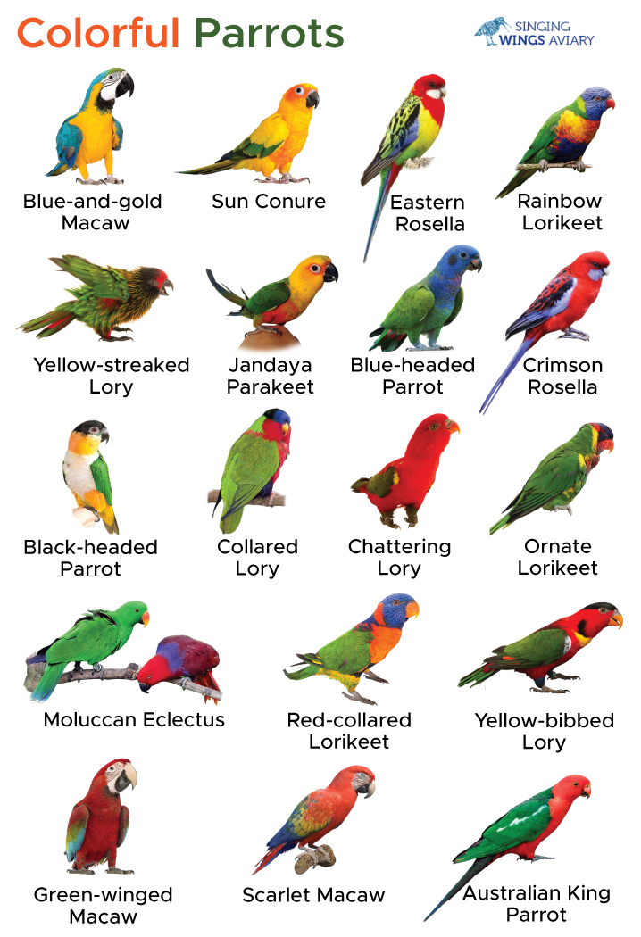 Exploring 7 Vibrant Parrot Colors to Discover in 2025